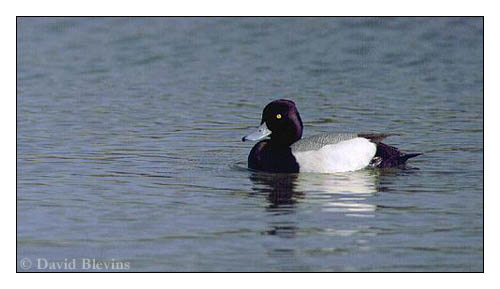 Photo of Aythya affinis by <a href="http://www.blevinsphoto.com/contact.htm">David Blevins</a>